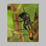 Ammophila sabulosa - Sandwespe 60-w01 20mm.jpg